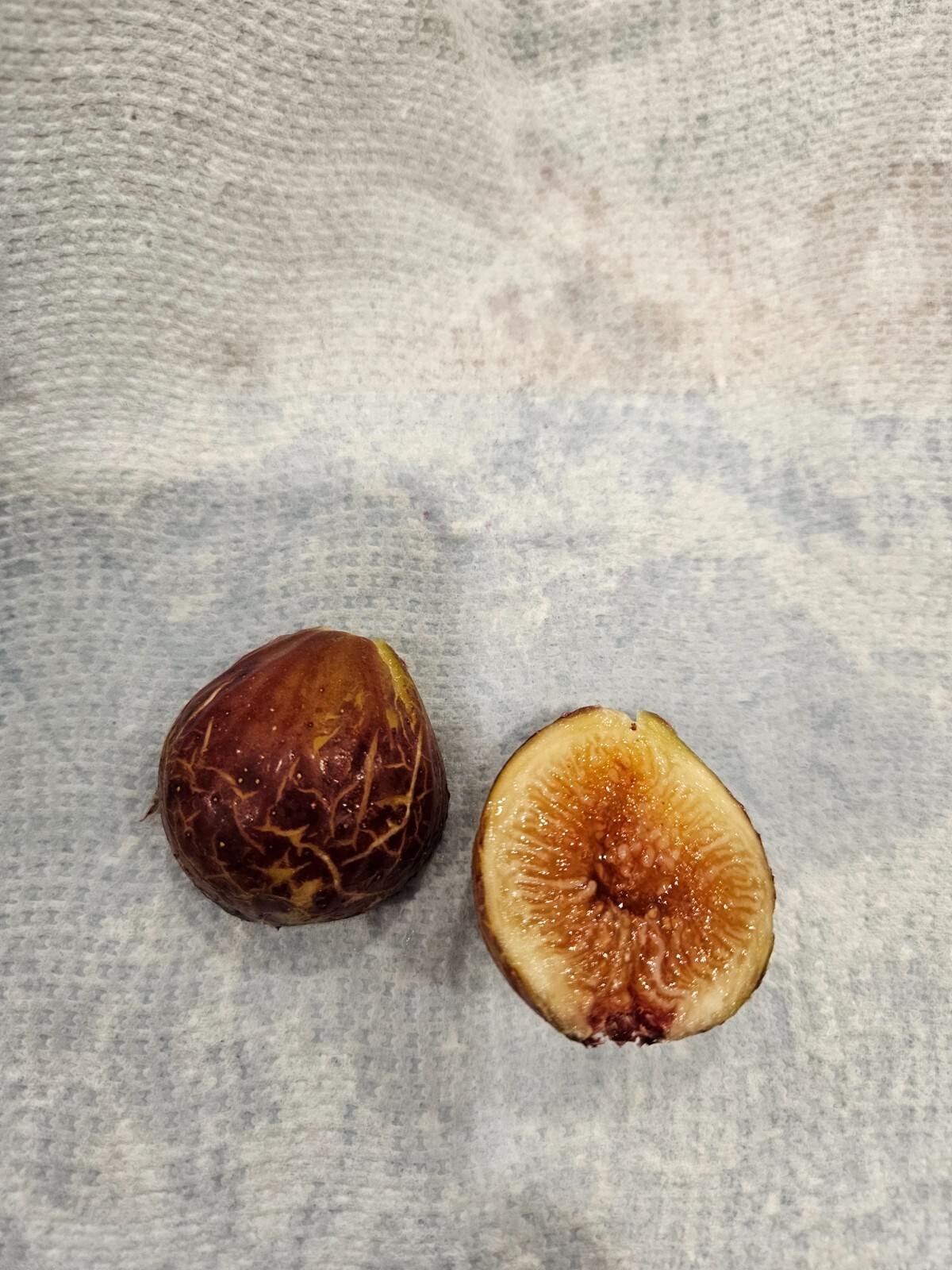 Smith Fig – 5 Cuttings – PLUS WILLOW WATER FOR ROOTING!! – Free Shipping