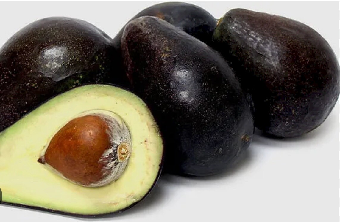 Oro Negro Grafted Avocado tree 2-4 Ft Tall. We Ship To All States