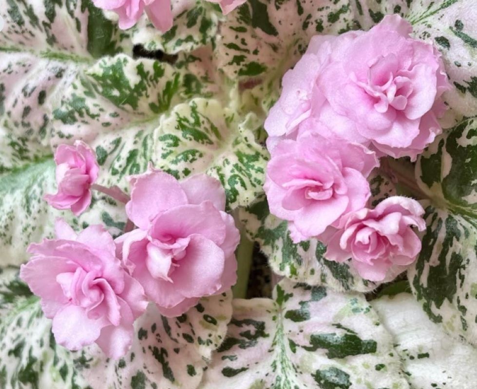 2 African Violet Leaves ~ * ROSE BOUQUET * ~