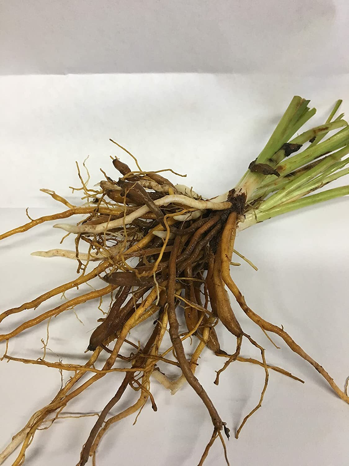 15 Bareroot Hemerocallis Grape Magic Daylilies Tennessee Grown