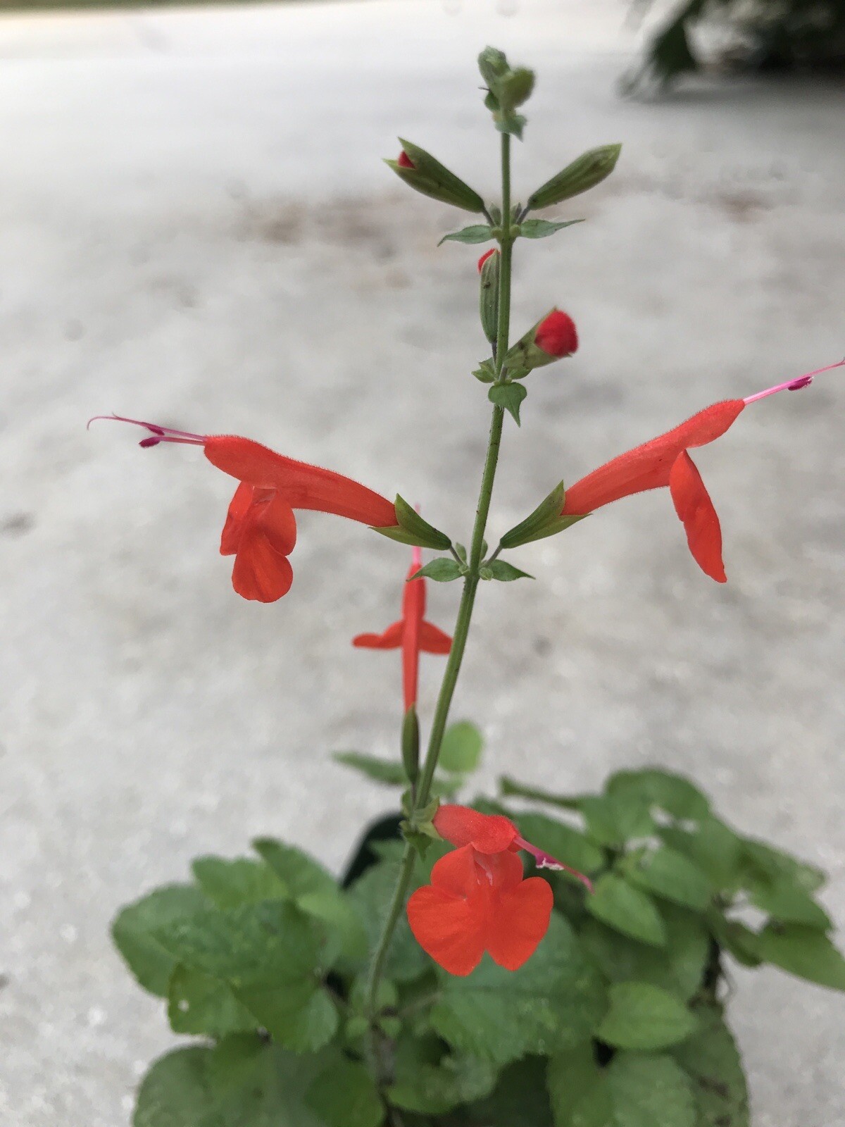 4 ORGANIC PINEAPPLE SAGE/WILD SALVIA PLANTS ATTRACTED HUMMINGBIRD & BUTTERFLY !!