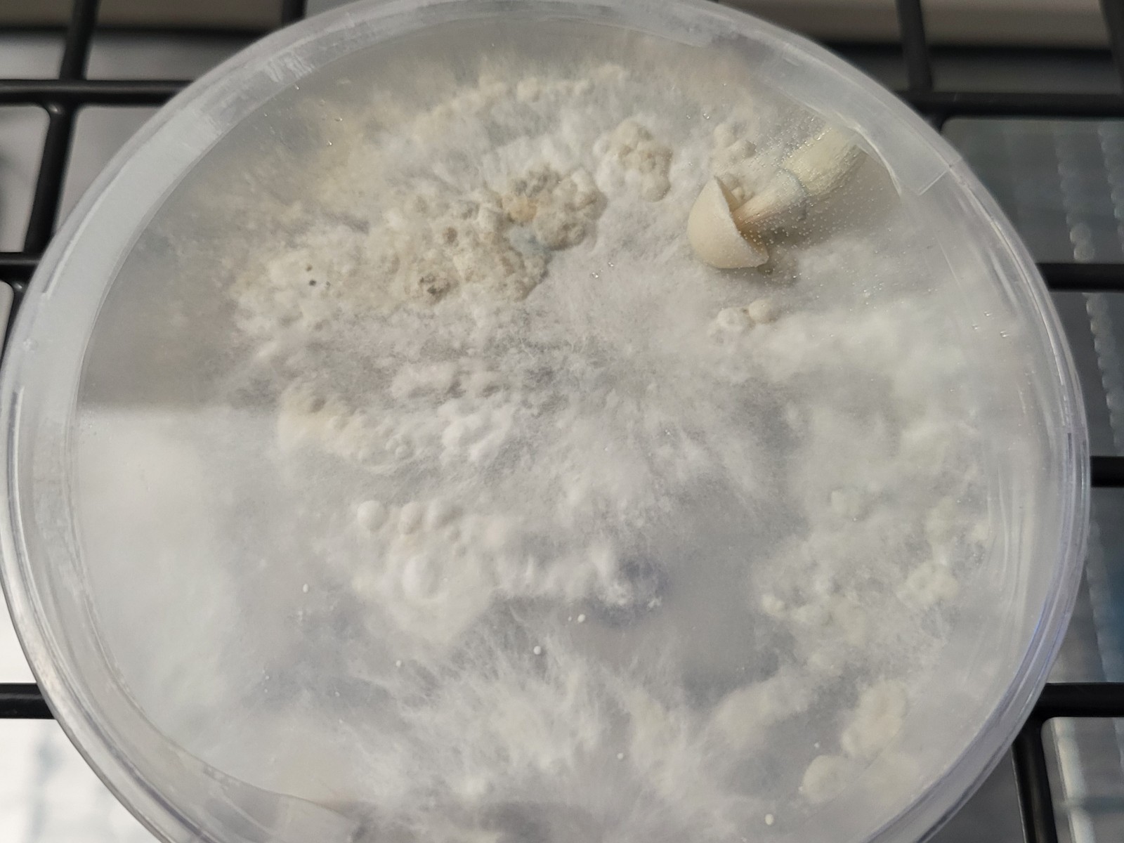 Light Malt Extract Agar Pre-Mix Mushroom media | 40 grams per pouch