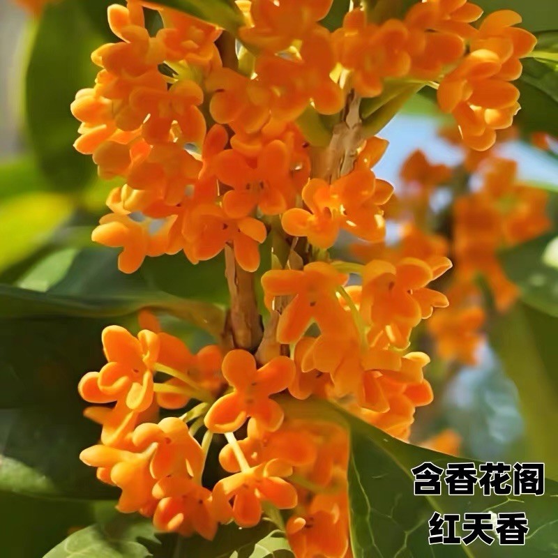 Tianxiang Osmanthus fragrans var. semperflorens bonsai 天香台阁桂花树盆景嫁接 Live Plant