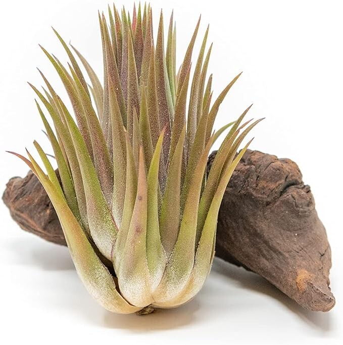 Jumbo Ionantha Guatemala ‘Macho’ Air Plants- Wholesale, Easy Care Indoor/Outdoor