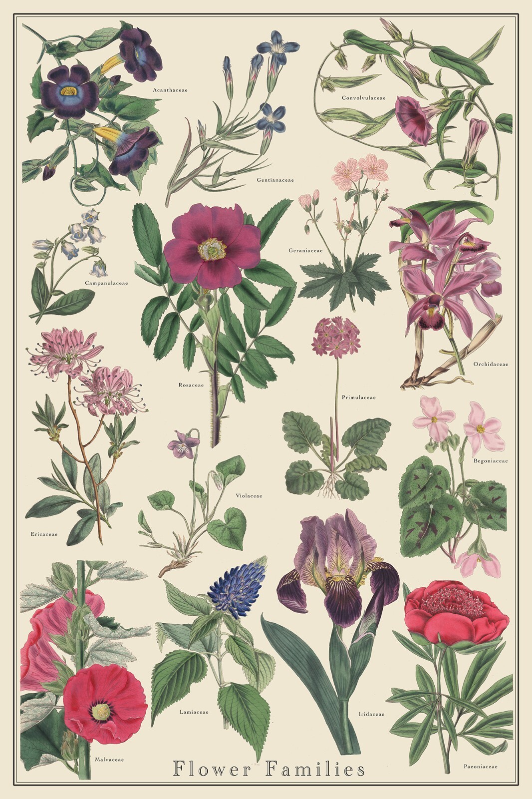 Flower Families 1 vintage-style 24×36 plant identification scientific poster