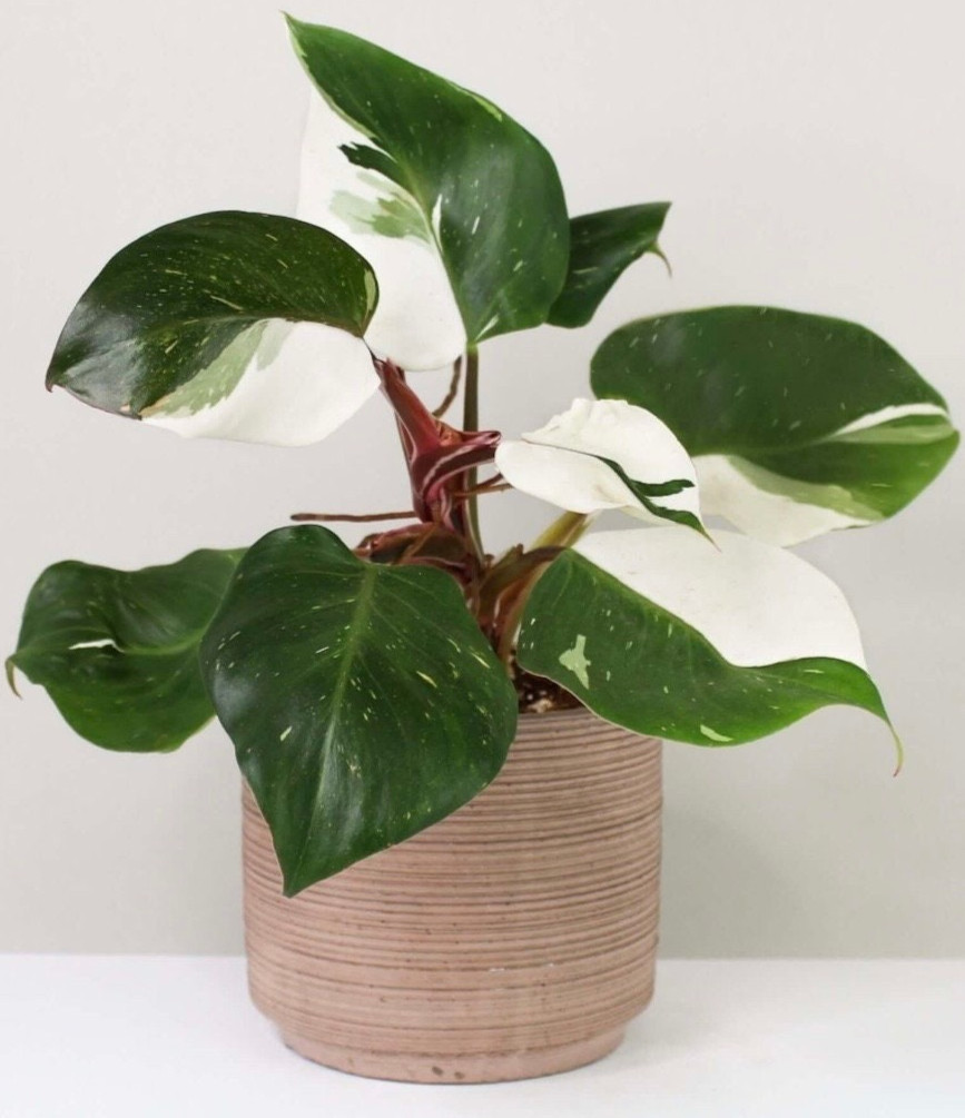 Philodendron White Wizard 3 Pack Live Rare Variegated Tropical Houseplants