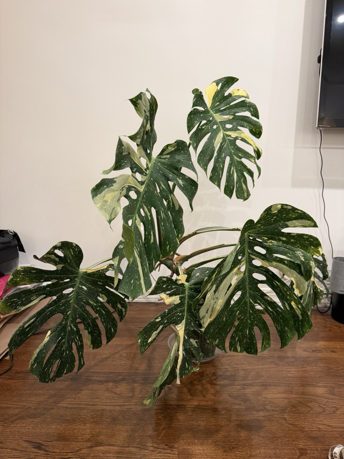 Large Monstera Thai Constellation 46”+ Plant NYC local pickup EXACT PLANT
