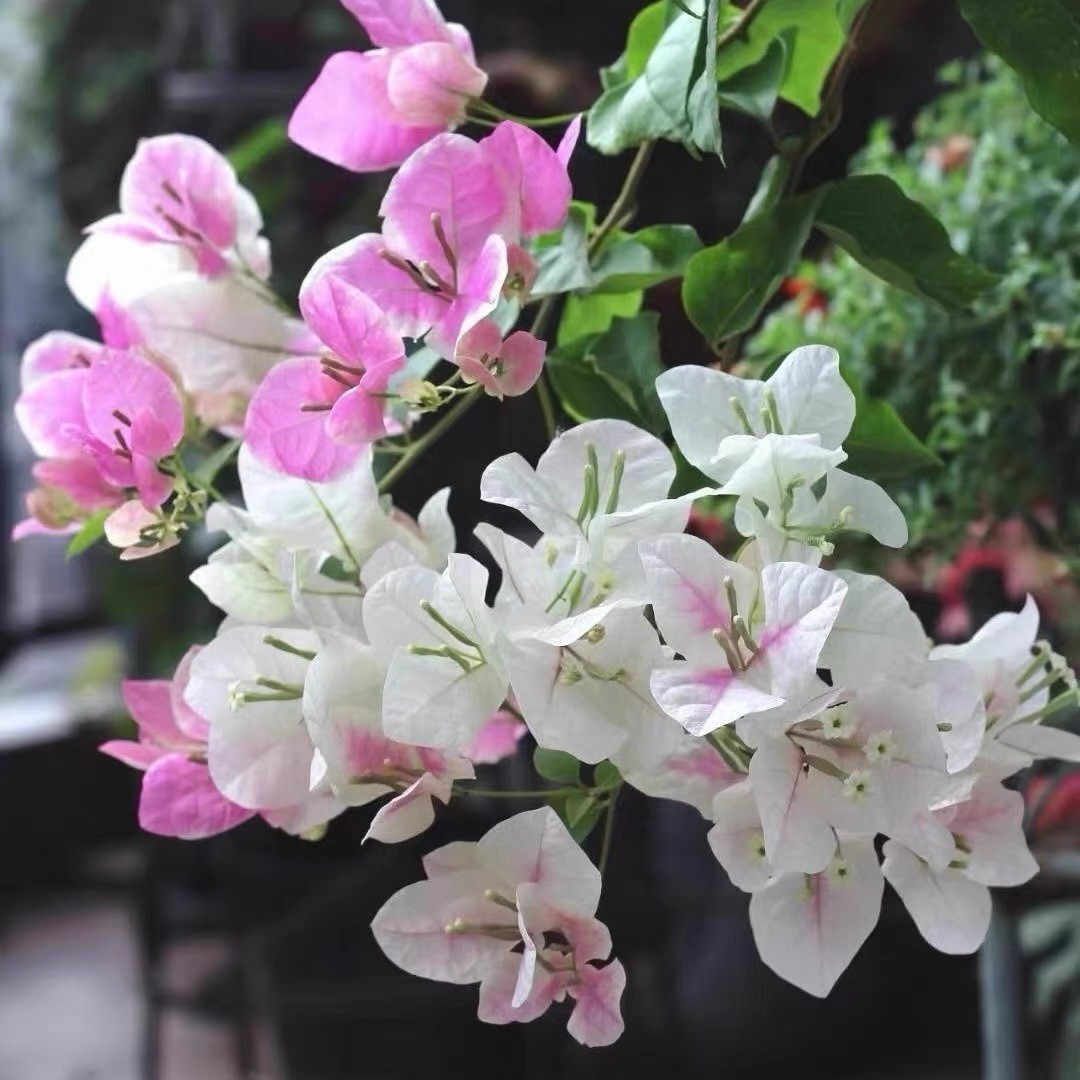 Guanghongying 广红樱三角梅 splash bougainvillea Bonsai medium size trunk Bare Root