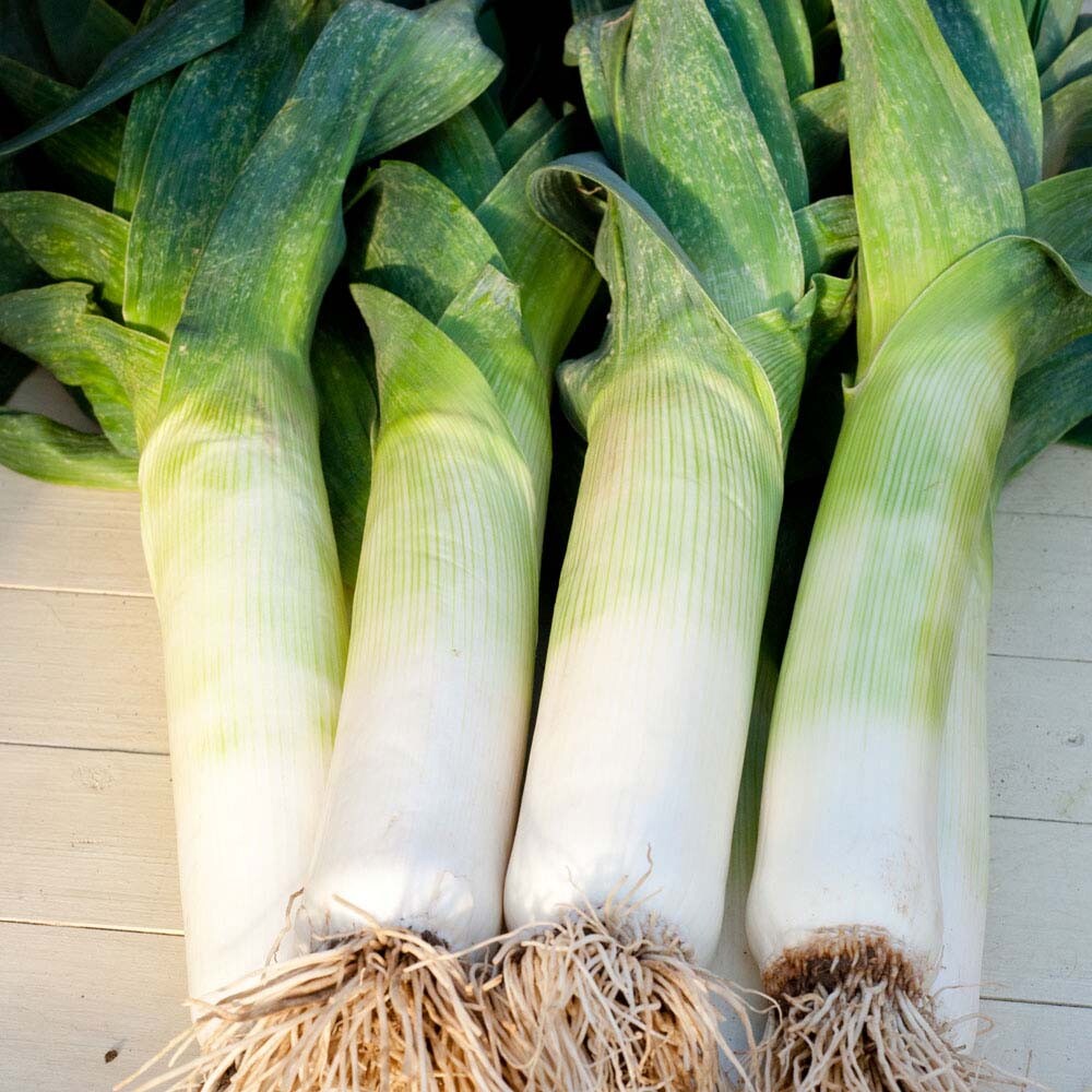 Seeds Leek Giant Winter Vegetable NON GMO Organic Original Package