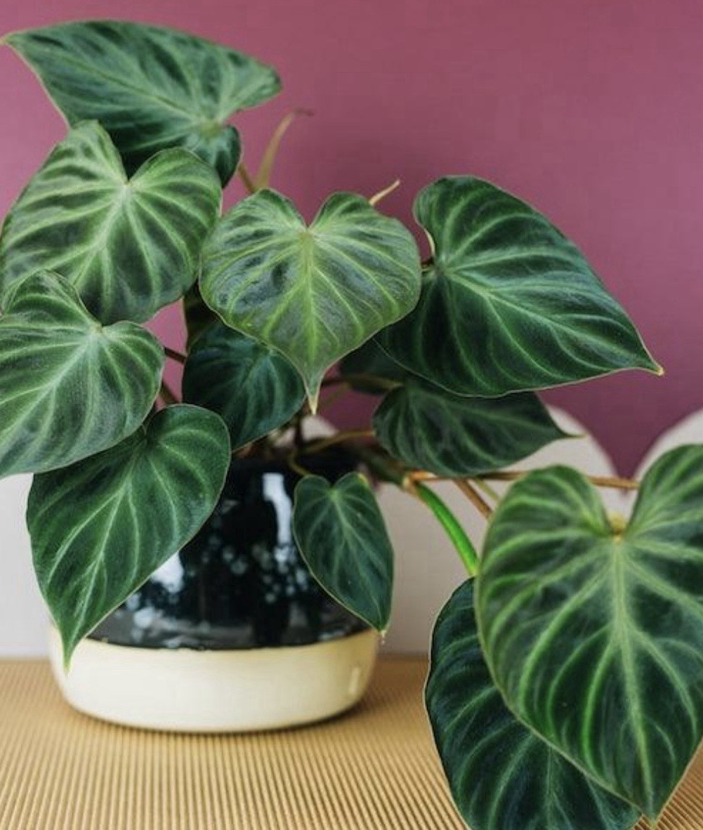 Philodendron verrucosum Incensi 1 node cutting free gift with purchase $5