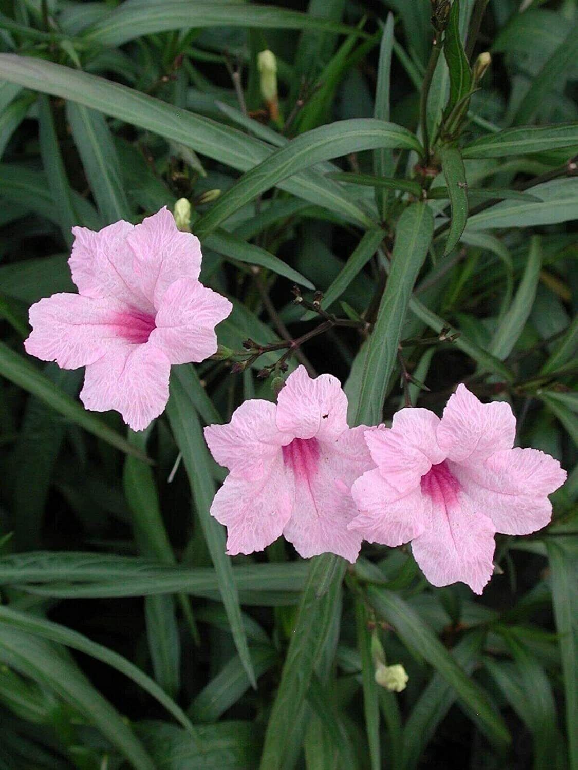 Pink Mexican Petunia 10 pcs Rooted Plants in Pot