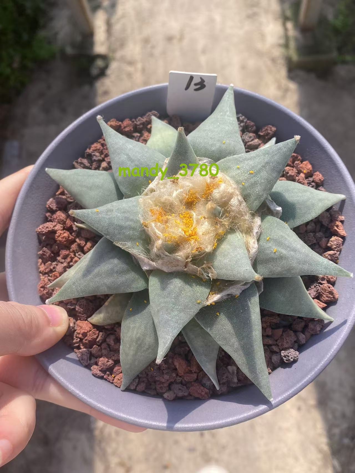 Ariocarpus Retusus cactus Succulent Plant Ariocarpus seedgrowth WYSIWYG 15CMpot