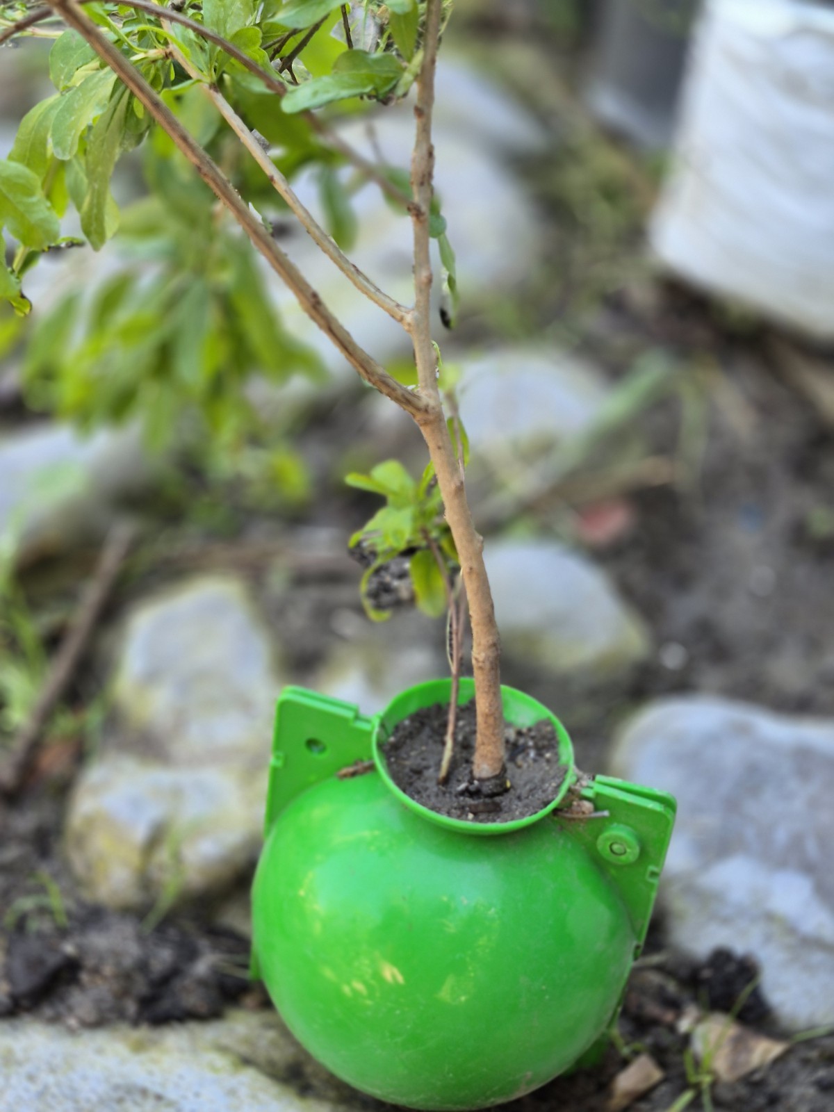 Rare Organic White Pomegranate ROOTED cutting