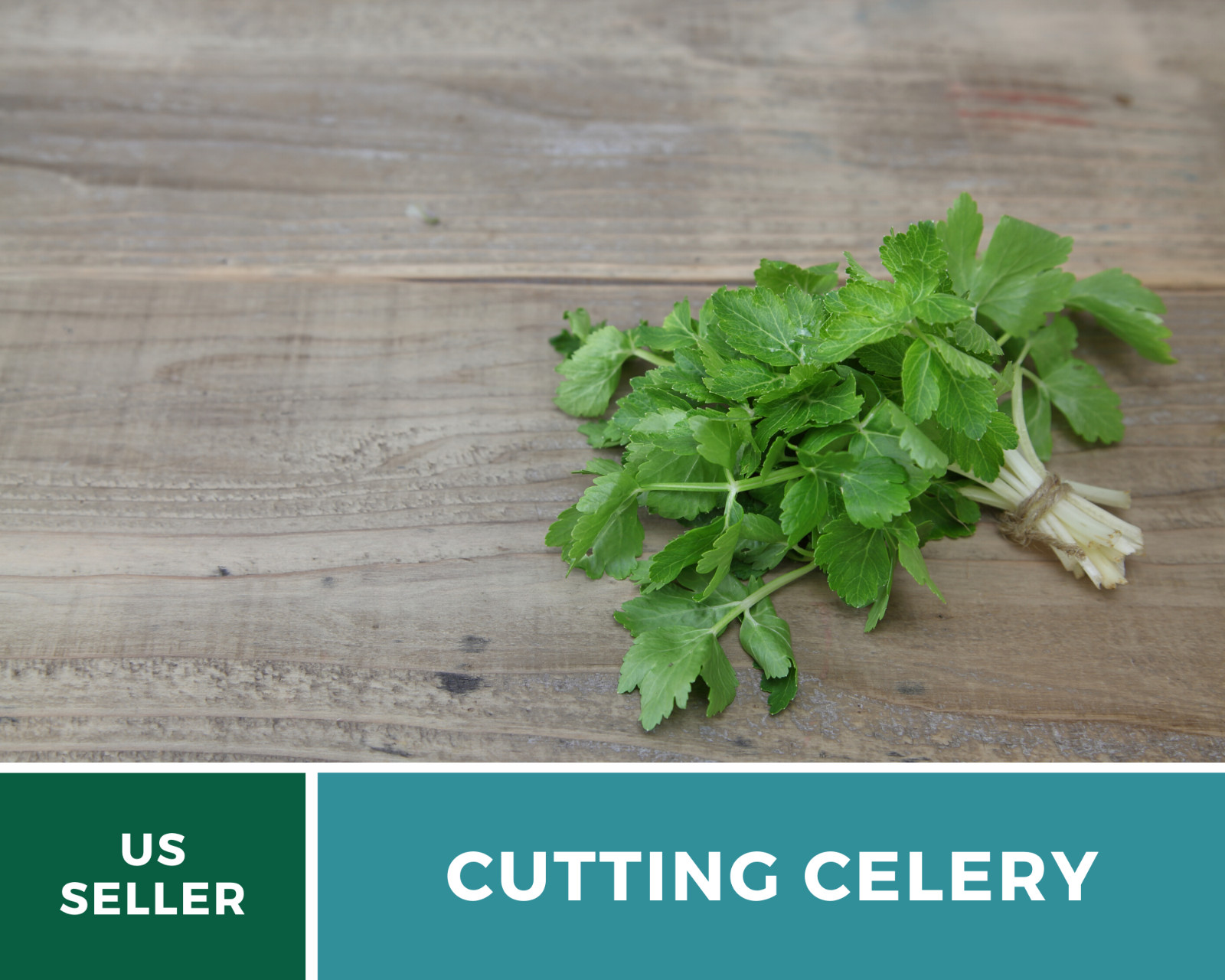 Celery, Cutting – Leaf Celery – 200 Seeds – Amazingly Versatile Culinary Herb