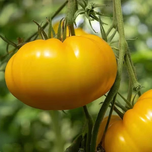 30+ CHEFS CHOICE TOMATO SEEDS — YELLOW — ORGANIC — NON GMO