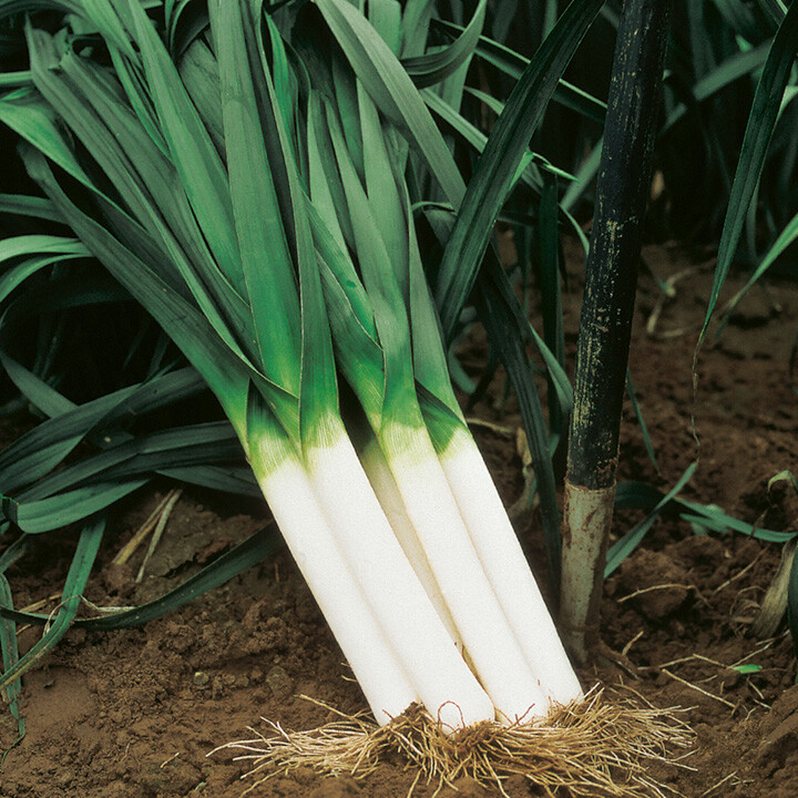 Seeds Leek Giant Winter Vegetable NON GMO Organic Original Package