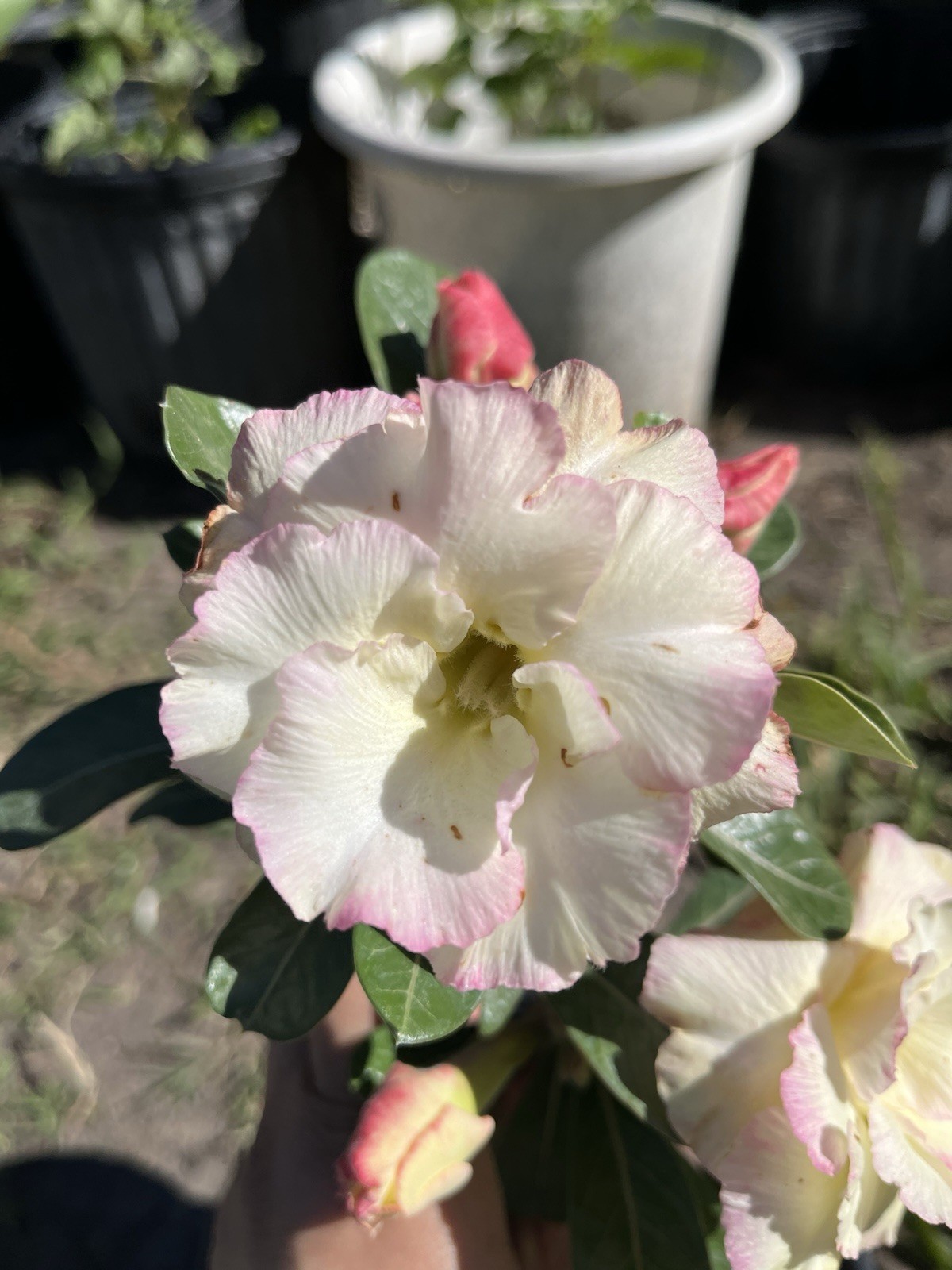 Beautiful 5-6Years Old Doubles Petals Desert Rose Small Size In 1 gallon Pot