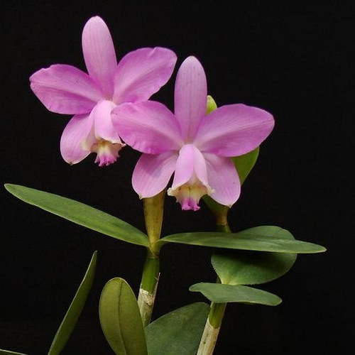 C. loddigesii ‘A-doribil’ FCC/AOS x ‘Tetia’ AM/AOS