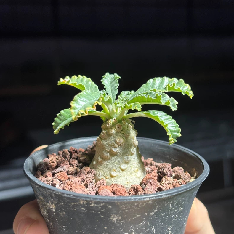 1PCS 2-3cm Cactis Live Dorstenia Lavrani Caudex Cactis Garden Rare Planting