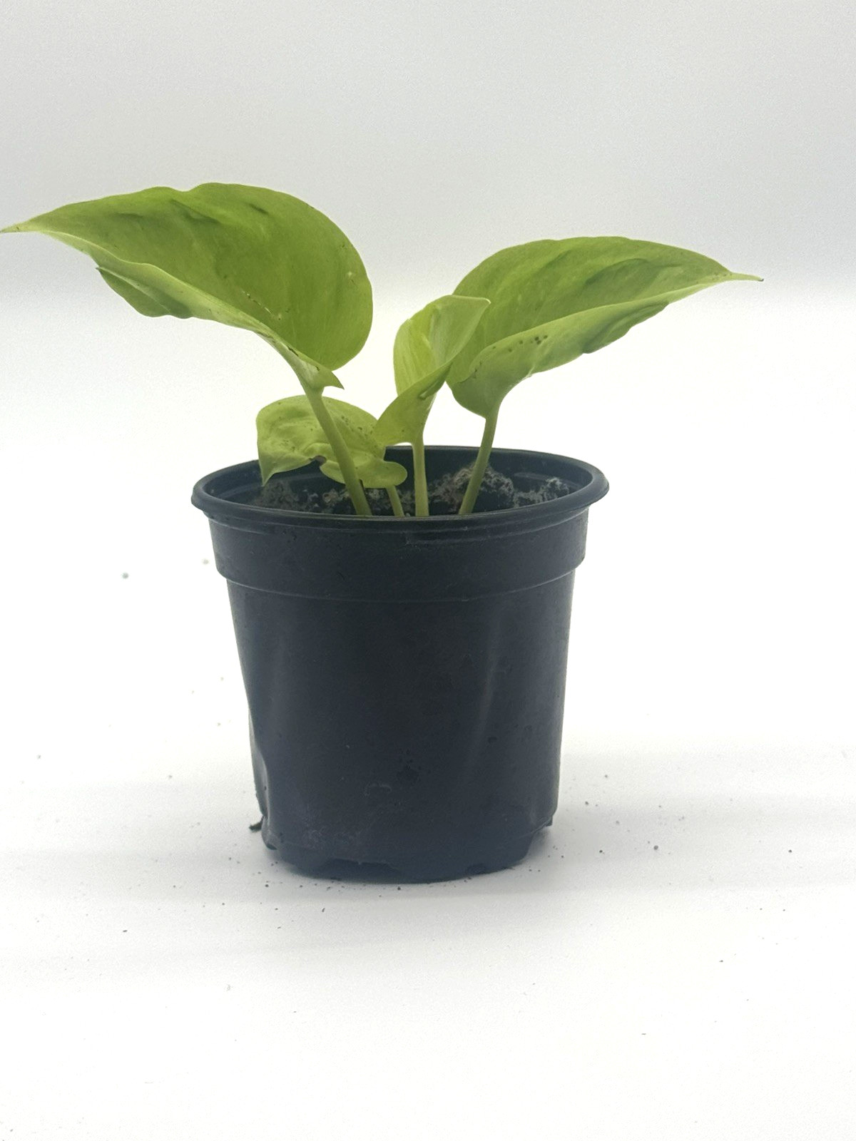 Epipremnum Champs Elysees Élysées Pothos Teruno 4IN Grower Pot