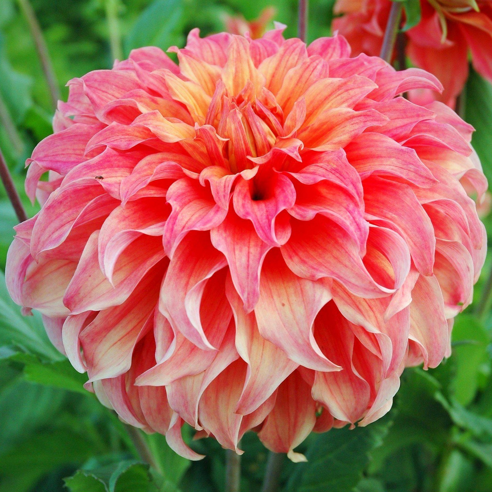 Dahlia Wyn’s Moonlight Sonata 3 Tuber Clumps – Summer to Fall Coral Pink Blooms