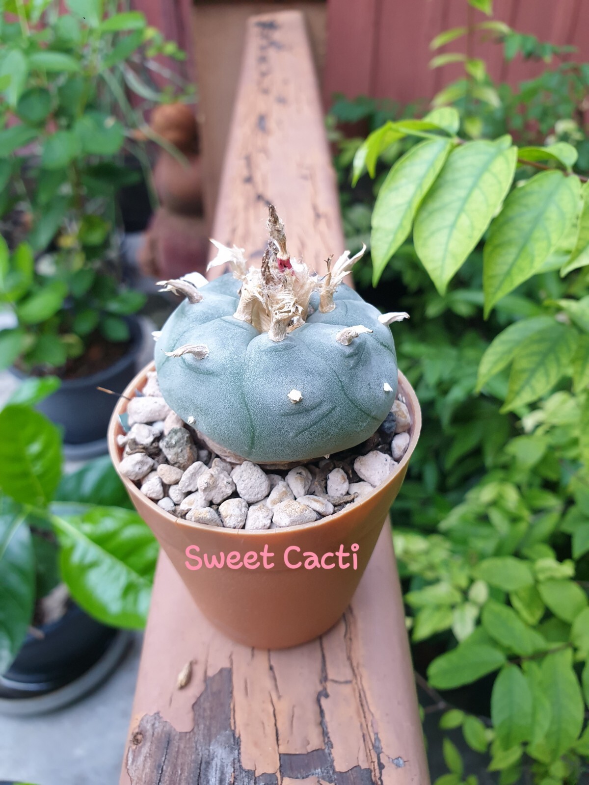 Cactus from seeding #Cacti#Kaktus #κάκτος