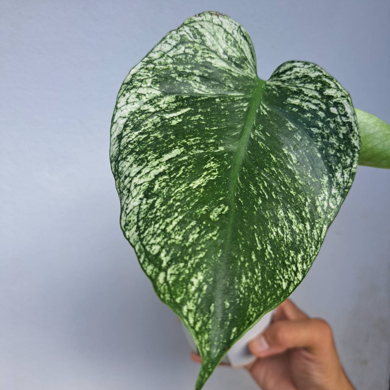 Rare Monstera Devil Monster Variegated Plant House Green White