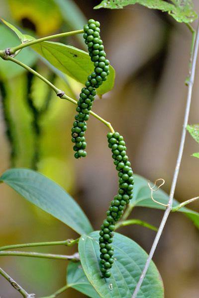 Piper nigrum | Black Pepper | Piper | 20 Seeds