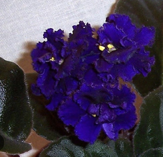 African Violet PLANT ~ BLACK SWAN Starter