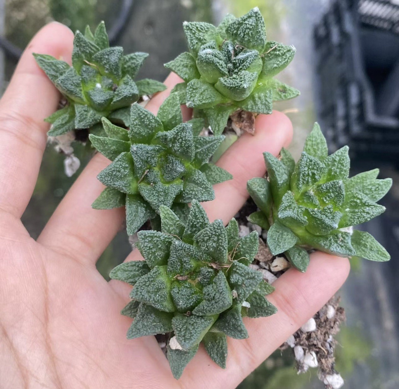 Special Offer: Large Tubercle Ariocarpus hintonii napiform taproot 5pc