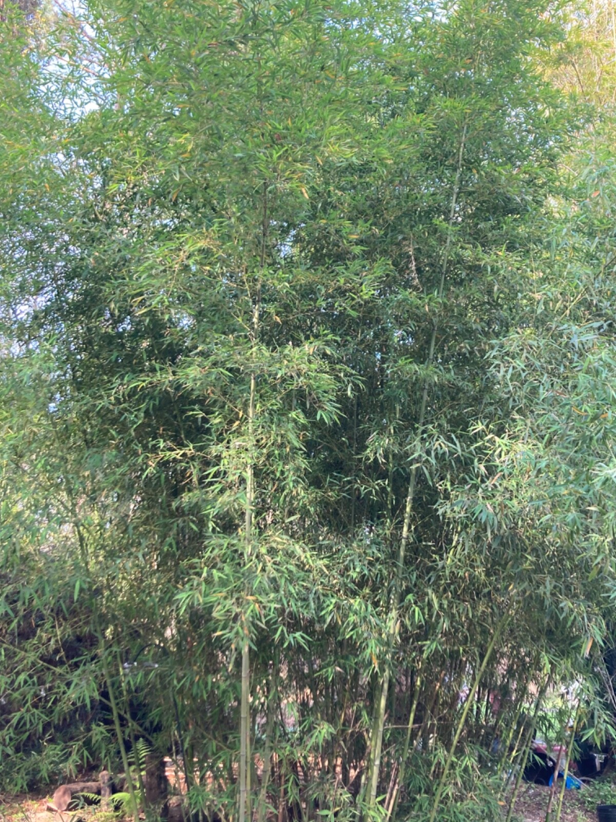 Live Phyllostachys vivax rhizomes x6 EDIBLE (Chinese timber bamboo)