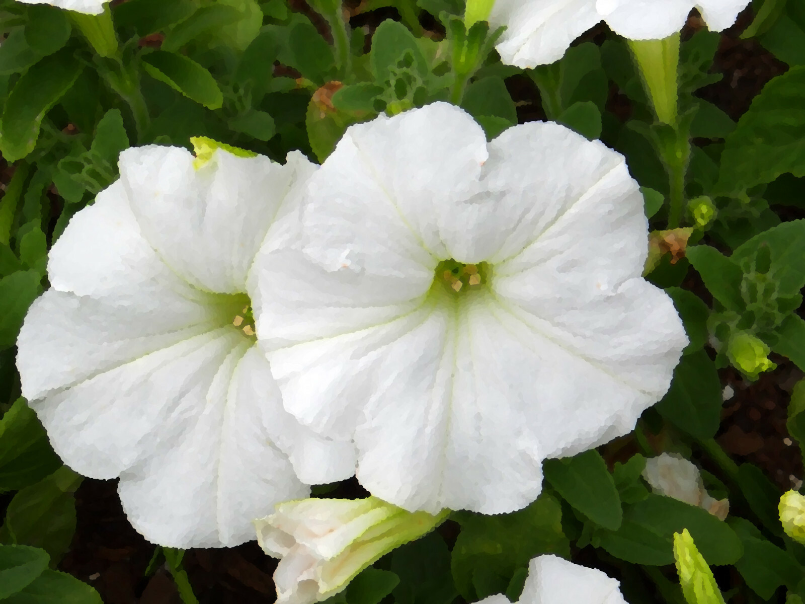 25 WHITE PETUNIA Grandiflora Large Flower Seeds *Flat Shipping