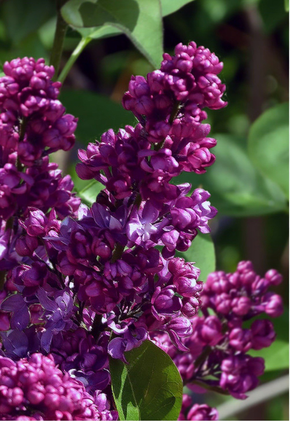 Congo Lilac~Syringa Vulgaris~Small Well Rooted STARTER Plant~4-8” Tall