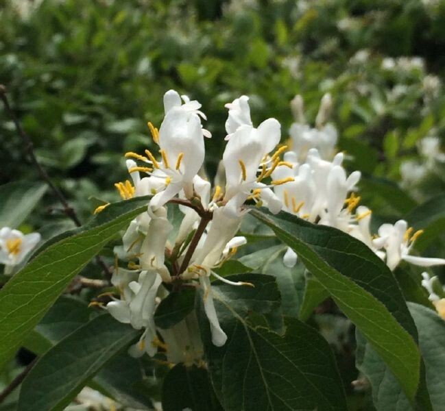 50Pcs Lonicera fragrantissima | Winter Honeysuckle | 50_Seeds