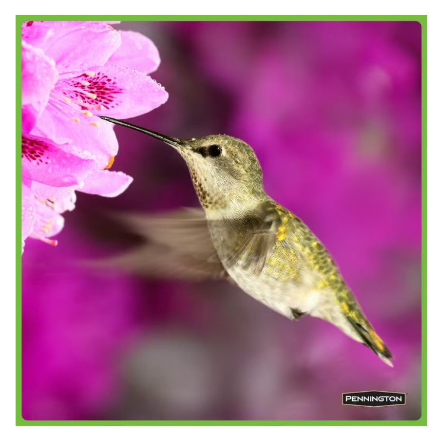 (2 pack) Pennington Hummingbird Nectar, 16 fl oz Bottle