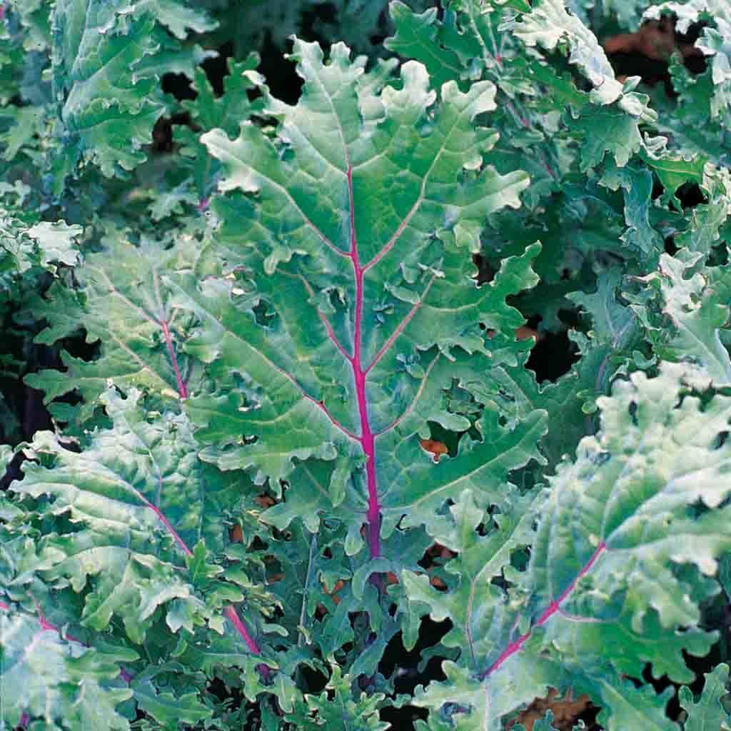 kale, RED RUSSIAN Red Stems veins w Green Leaves 333 SEEDS! nonGMO GroCo buy USA