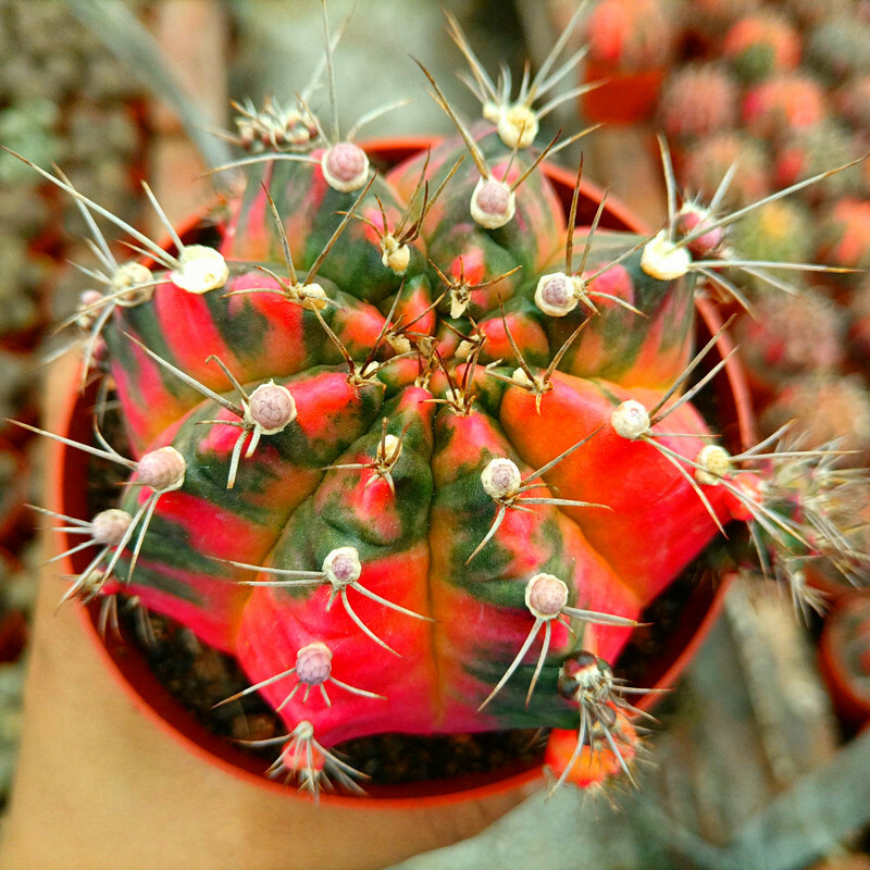 3-4cm Cactus Variegated Succulent Plants Garden Decoration Plants