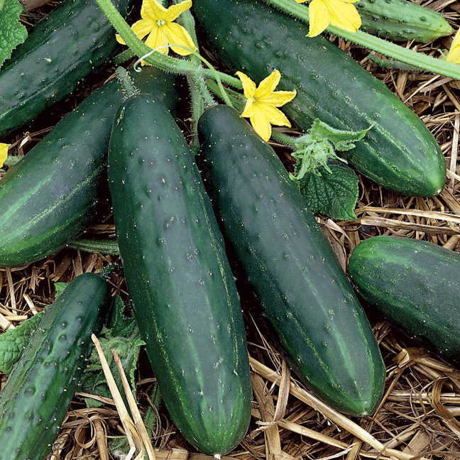 Spacemaster 80 Cucumber Seeds | 50 Seeds | Non-GMO | Free Shipping | 1063