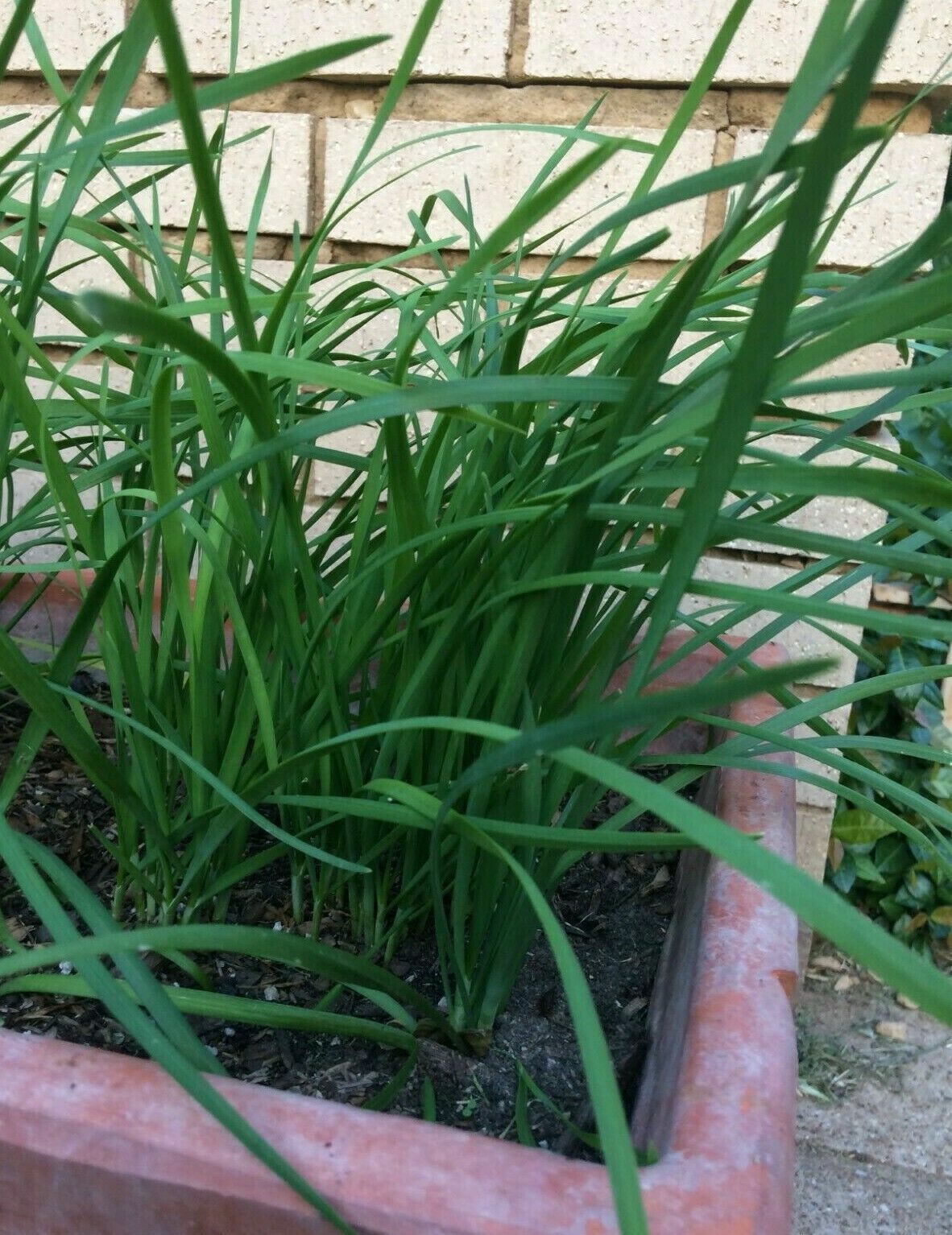 10 Fresh Garlic Chinese Chives He leek Allium Bare Roots Live Plants Not Seeds
