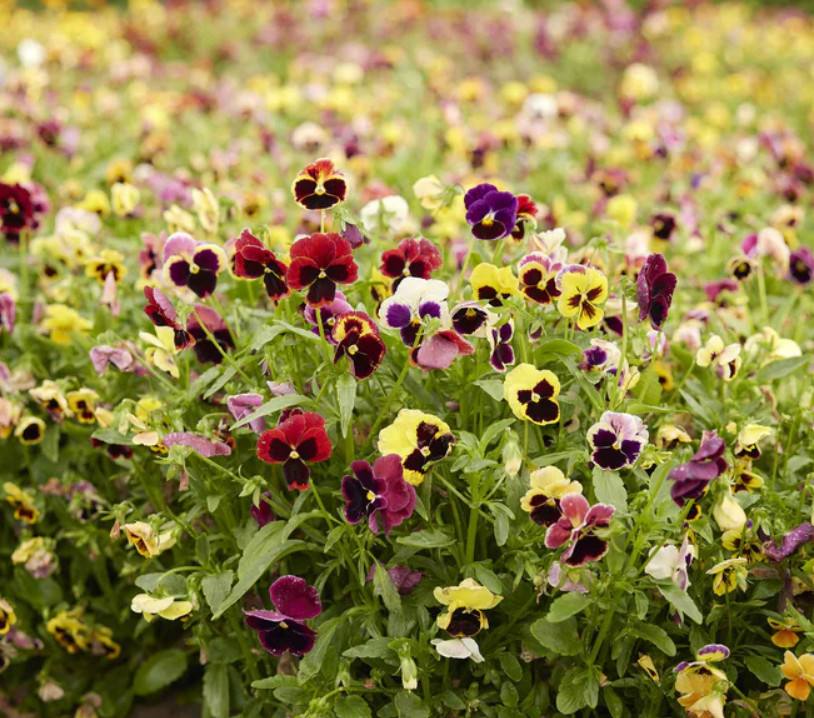 PANSY SWISS GIANTS MIX Mixed Colors Container Cool Weather NonGMO 200 Seeds