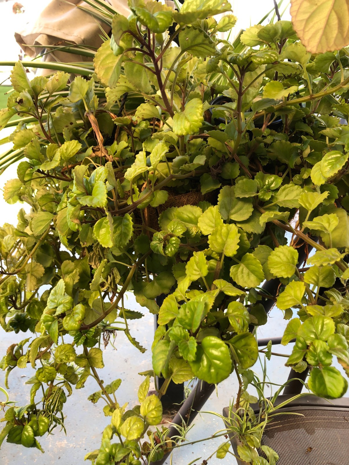 Swedish Ivy Live Plant – Trailing Green Houseplant with Soft Scalloped Leaves