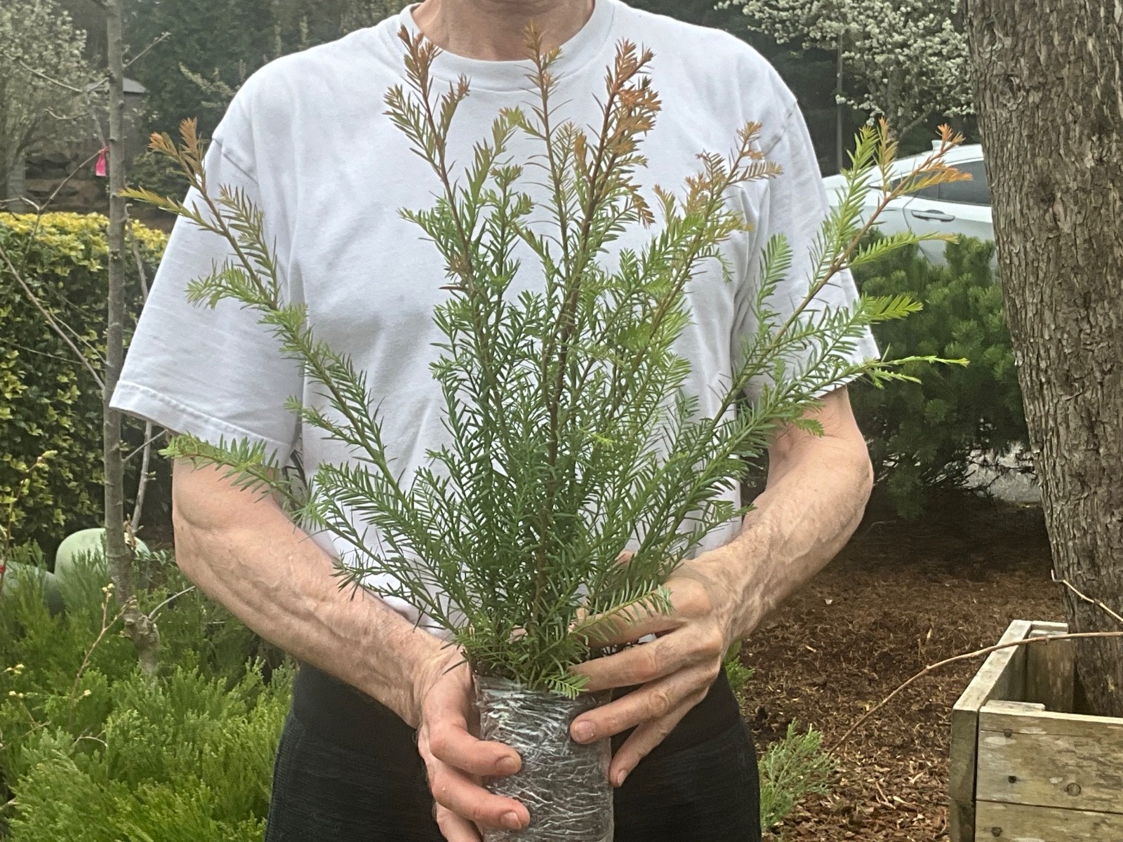 5 Coastal Redwood Tree Seedlings California Coast Redwood Starts