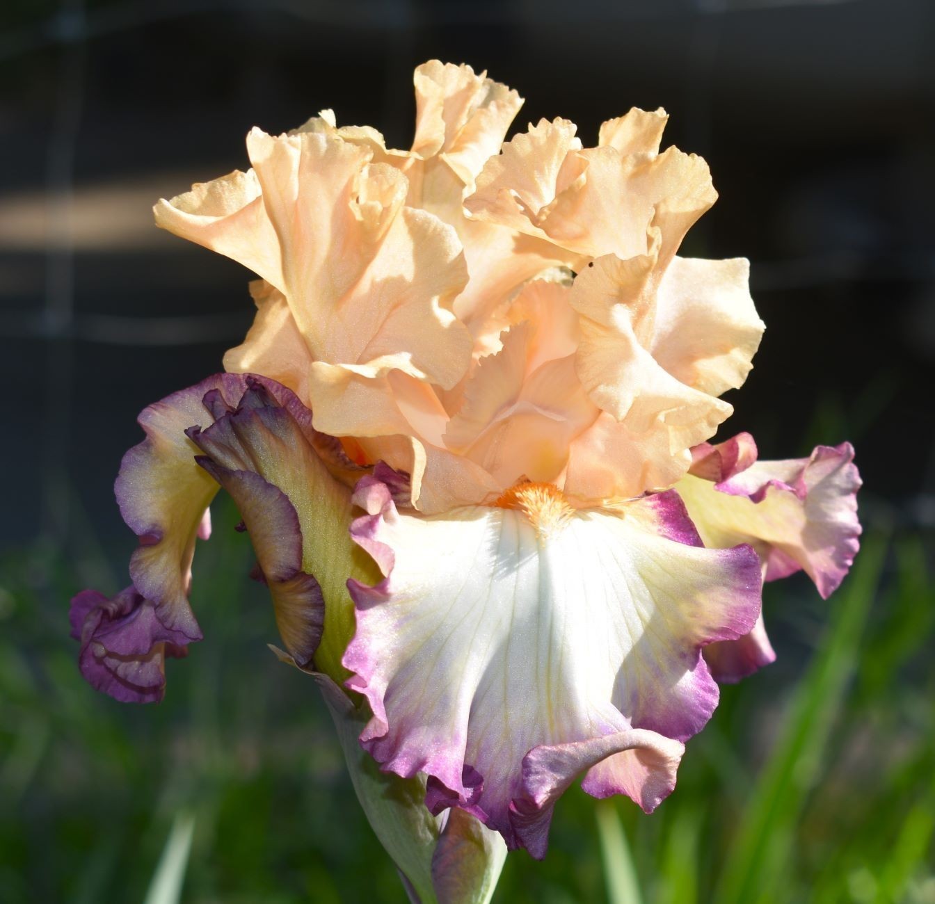 ‘Comfortable TB Bearded Iris Rhizome PRE-SALE to Ship Aug/Sept