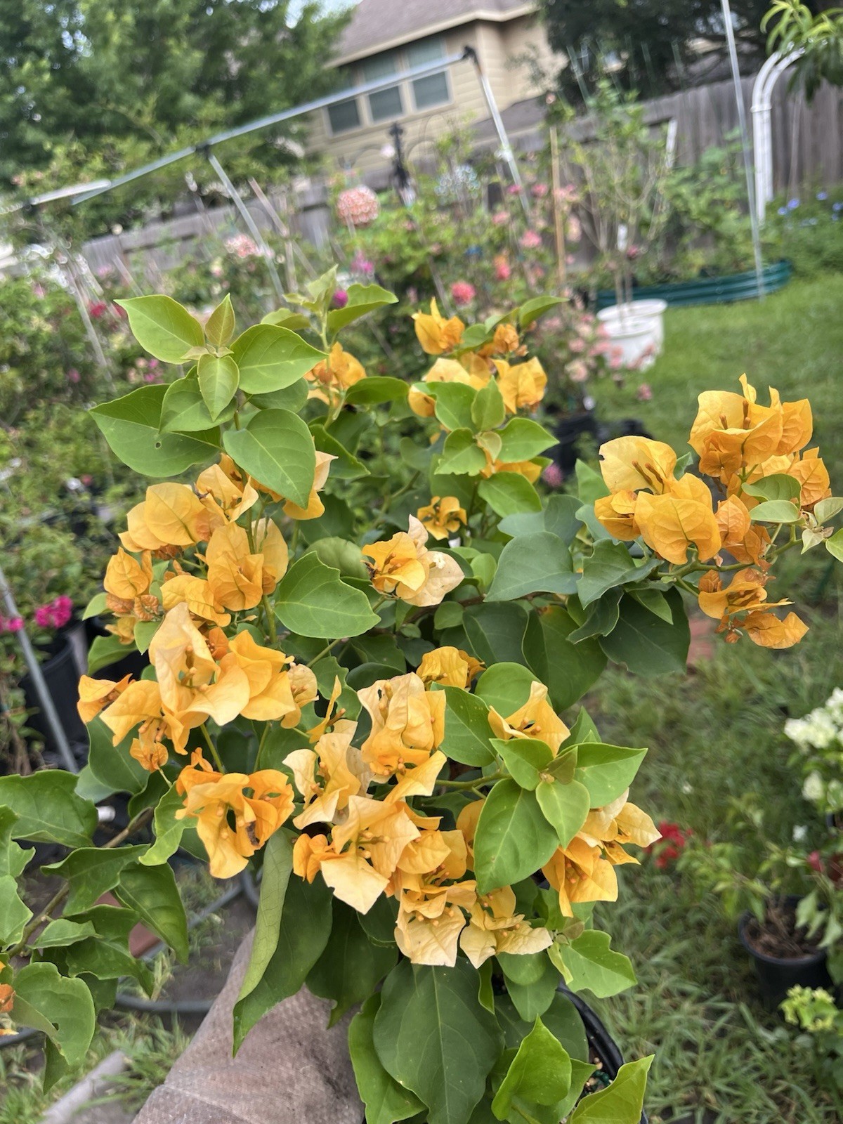 Multi color Golden Hui 金色光辉三角梅small Size bougainvillea 1 Gallon Pot 10-12 In
