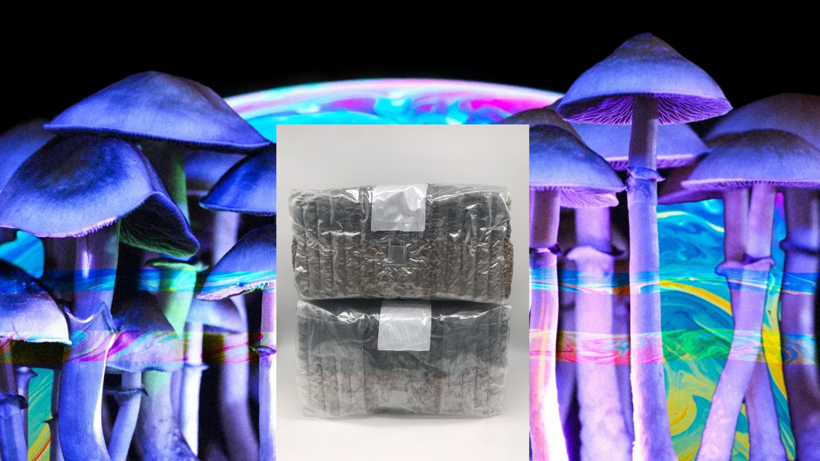 All In One Mushroom Grow Kit In A Bag – 2pack Of 6lb Bags – 12lb Total