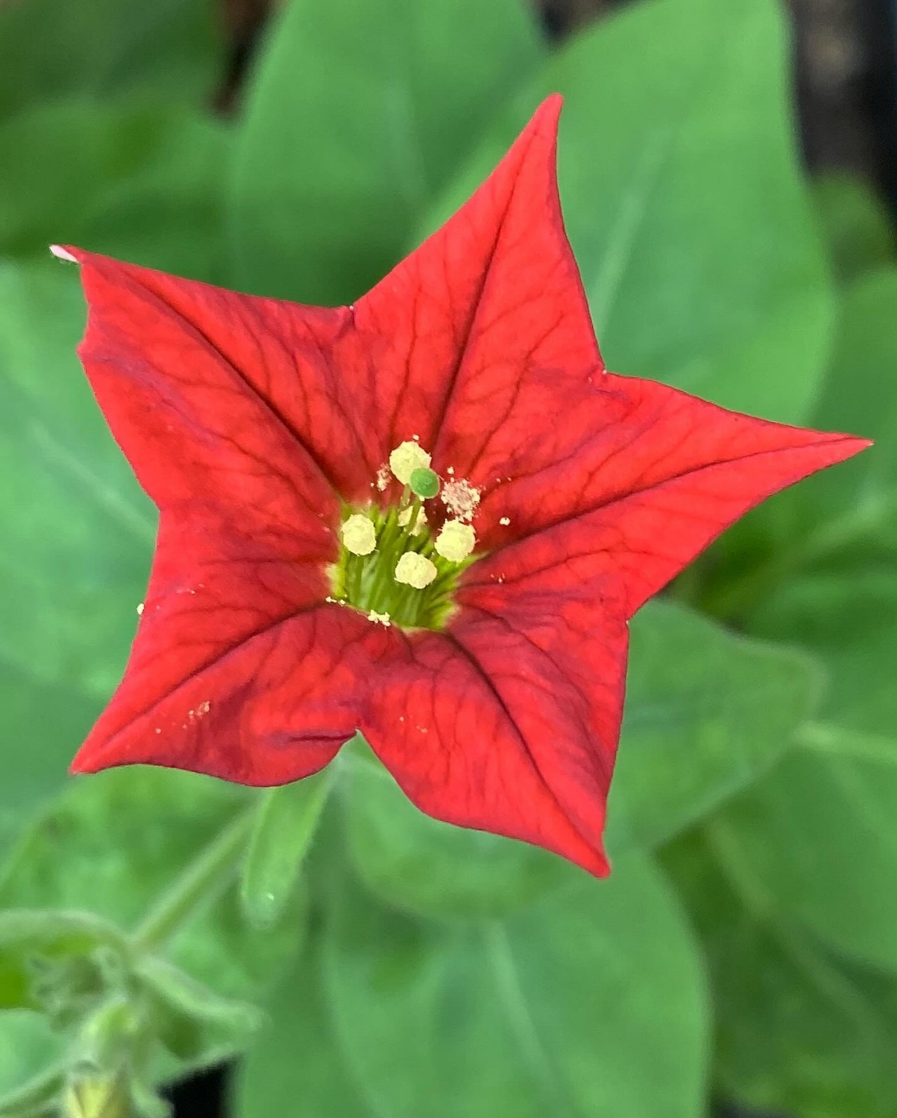 Petunia exserta Seeds, Rare Tropical Annual Red-Flowering Plant