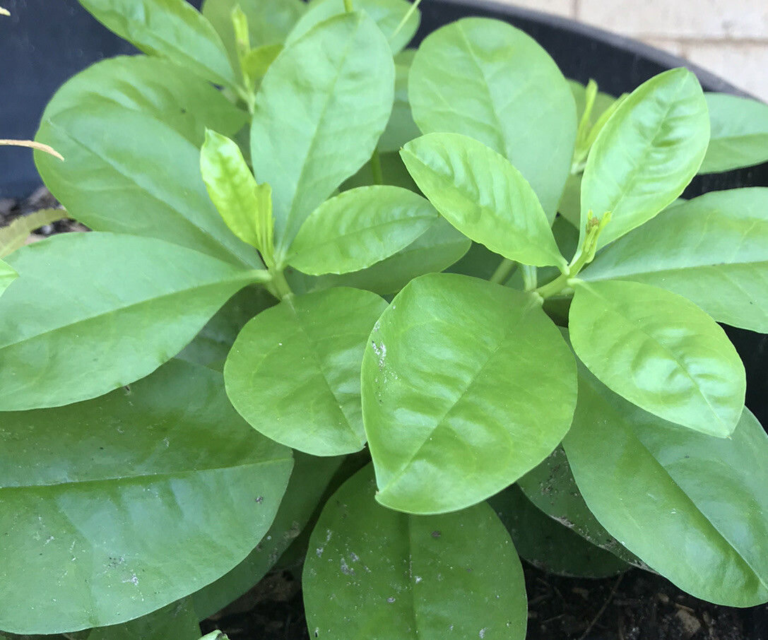 Jewels of Opar Talinum Ginseng Sam Dat Asian Herbs 4 live plants Bare Roots