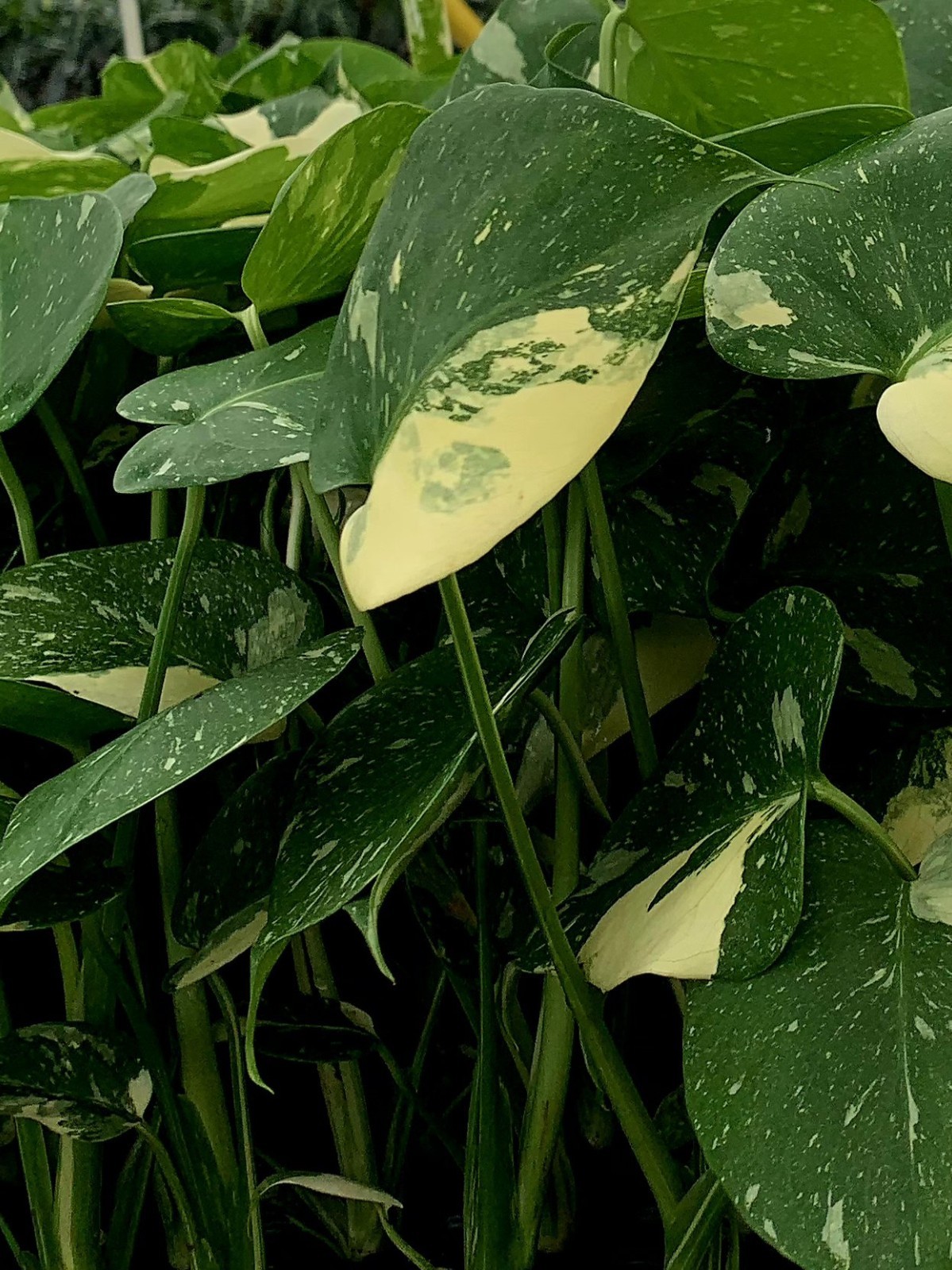Live Monstera Thai constellation Starter Plant $26.95