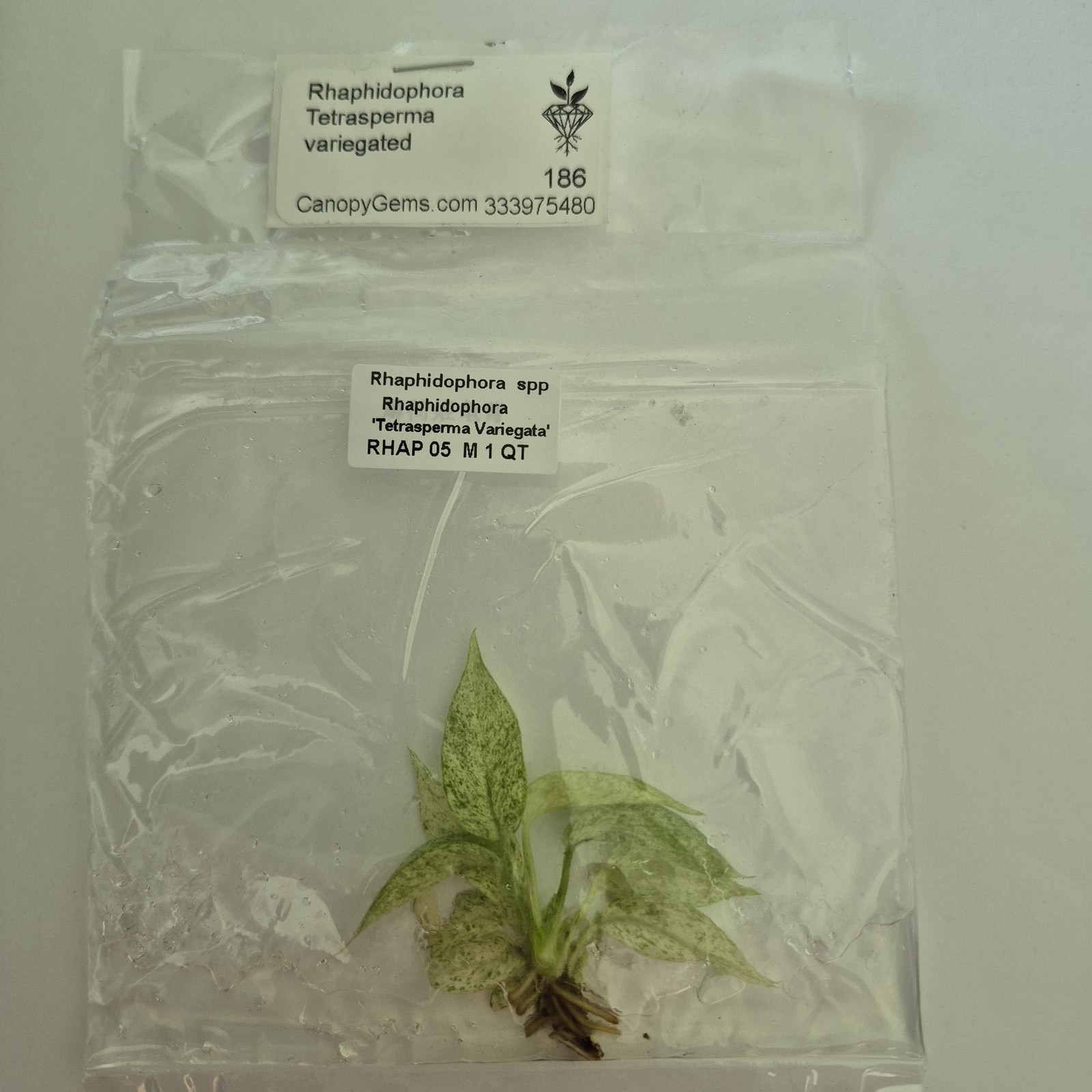 Rhaphidophora Tetrasperma White Monster Mint variegated tissue culture 2DayAir