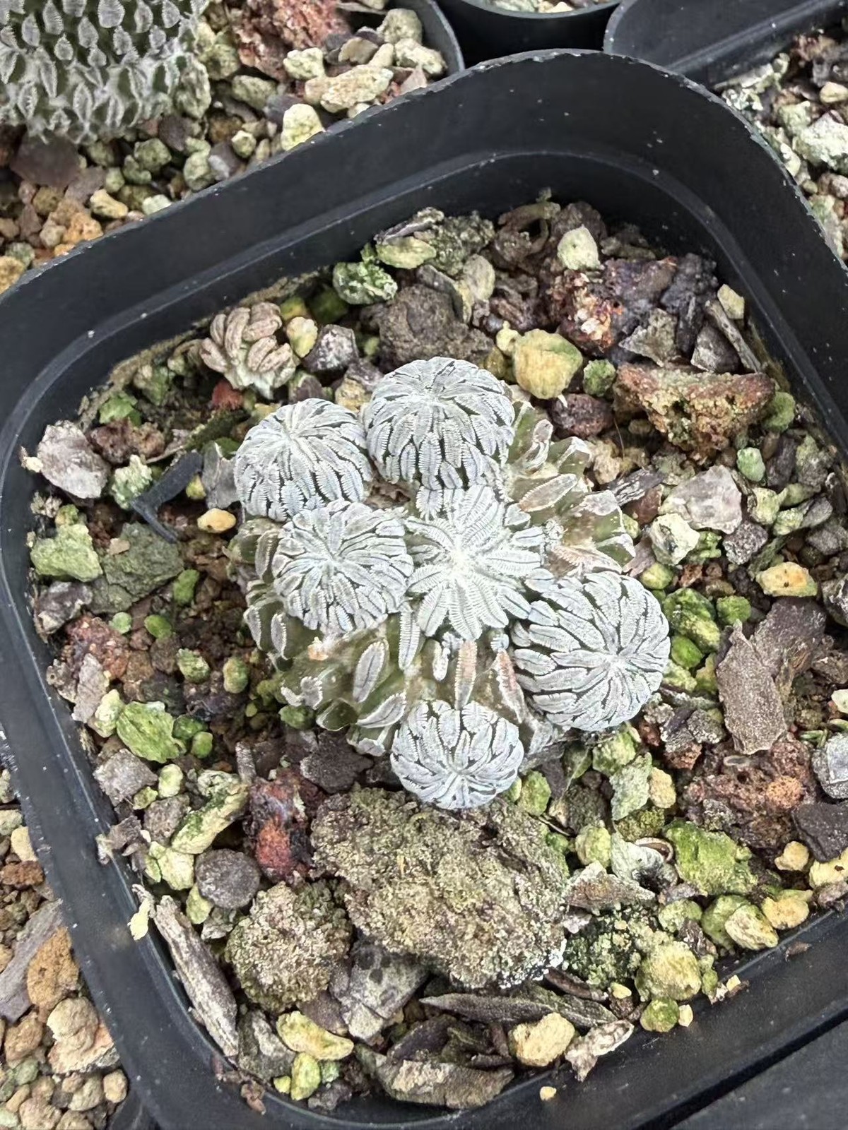 RareSucculent Pelecyphora aselliformis selfroot Garden Décor Boutique 2-3CM